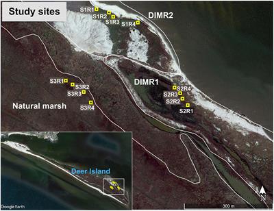 Rhizosphere Microbial Communities of Spartina alterniflora and Juncus roemerianus From Restored and Natural Tidal Marshes on Deer Island, Mississippi